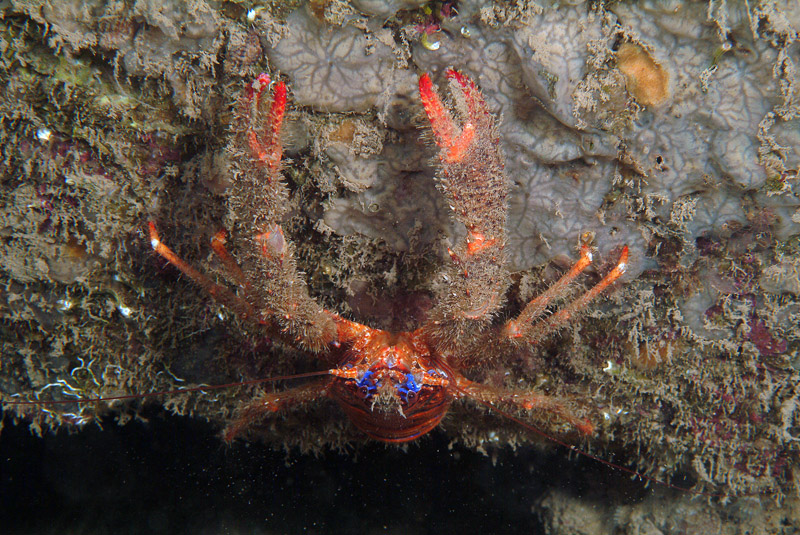 Galathea strigosa